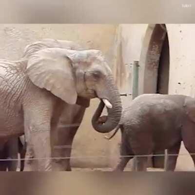 Der Elefant ernärt sich etzala gesünder als der Sportlord.