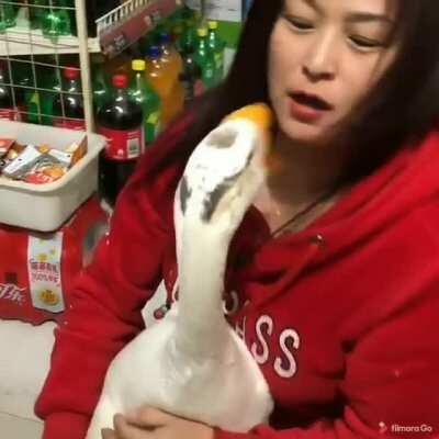 Not all geese are evil!