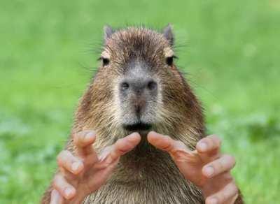 Capybara are soooo cute !