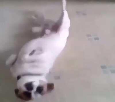 mAN RuThLESslY KnOCKS ouT PUpPY