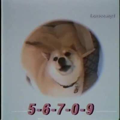 Cachorro cantando fds