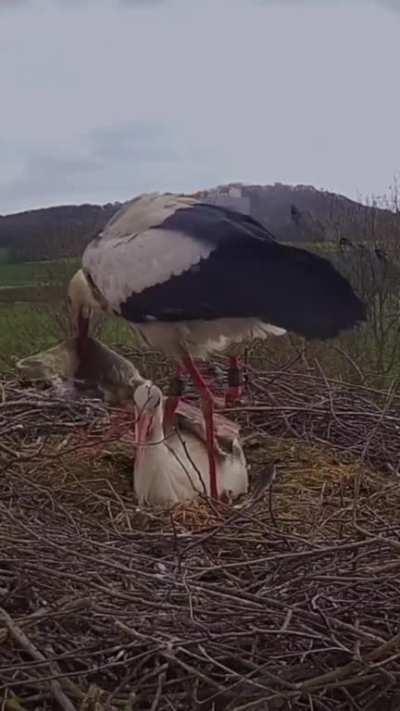 Father stork brings a blanket to warm up mother stork while she broods