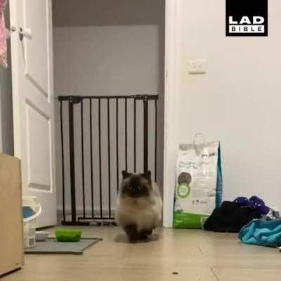 This cat jumping over a fence