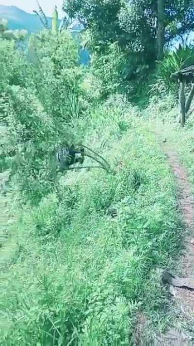 You messed with the wrong cock mother fucker!