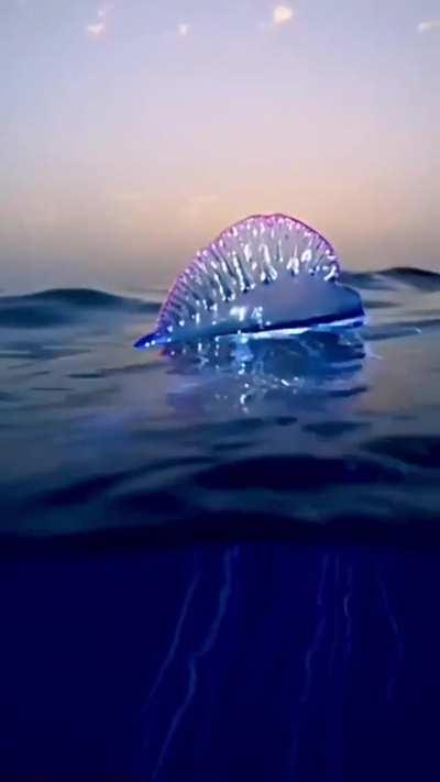 🔥 Portuguese Man 'O War