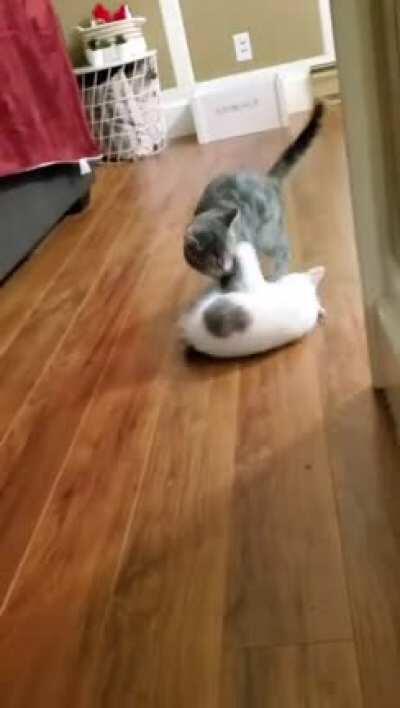 The purrfect hit