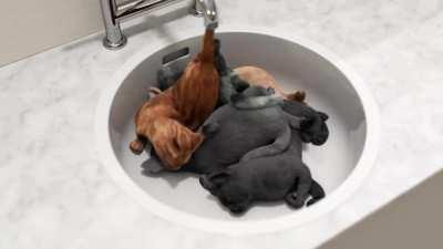 Cats are a liquid, right?