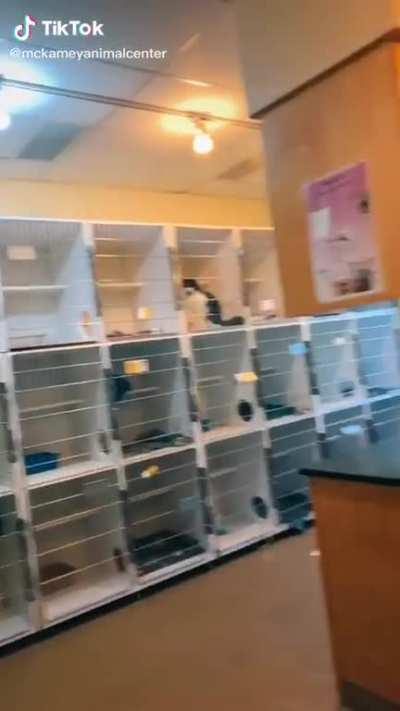 Lots of kitties in the club (@mckameyanimalcenter TikTok)