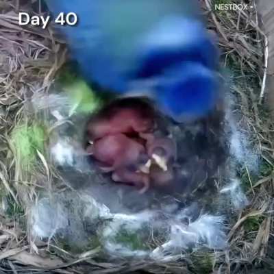 This mom spent 57 days building her nest and raising chicks
