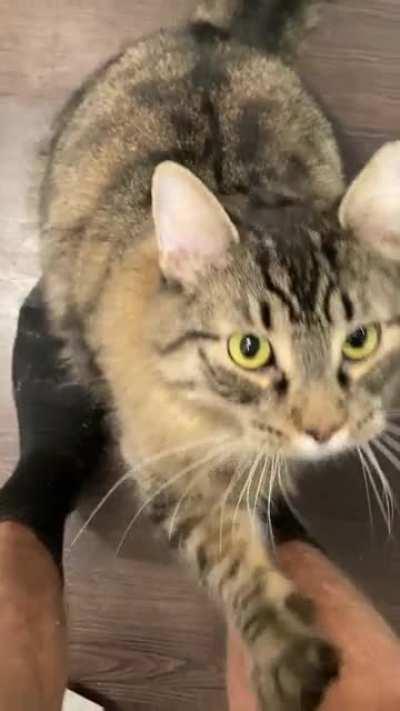 He can’t wait to tell me every morning how much he hates the new diet.