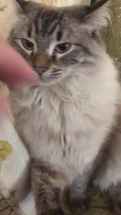 Playtime with Princess