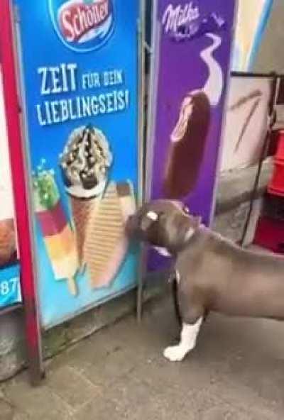 Big boi wants ice cream