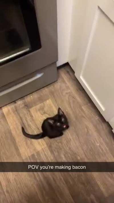 My friend witnessed my kitten smelling bacon for the first time. 😂 the meows from her little body are adorable.