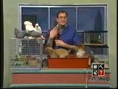 WCGW putting a bunch of different animals together on a small table