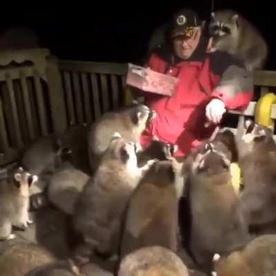 Racoon Welfare