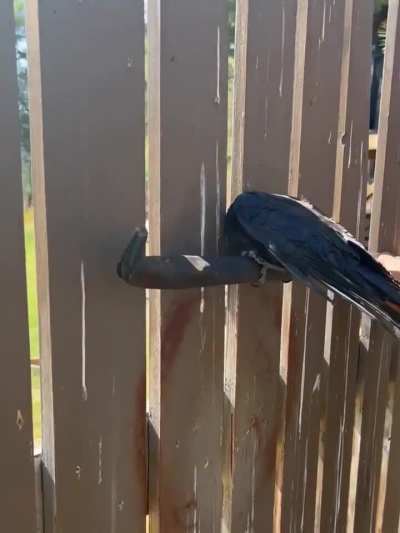 Freeing a stuck crow... with a crowbar