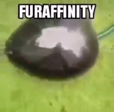 they did WHAT to ratatouille???