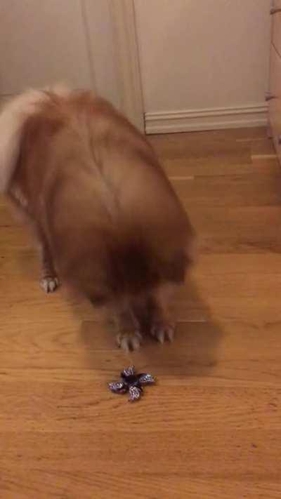 Nala want’s to play❤️