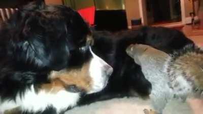 squirrel trying to hide nut in dog