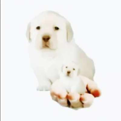 everybody loves puppies