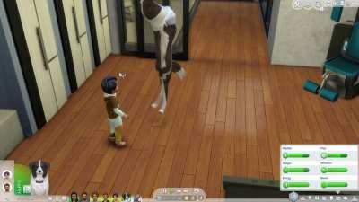 When a human animation is mistakenly applied to a dog