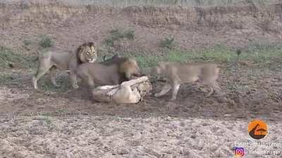 Unimaginable escape from being dinner...