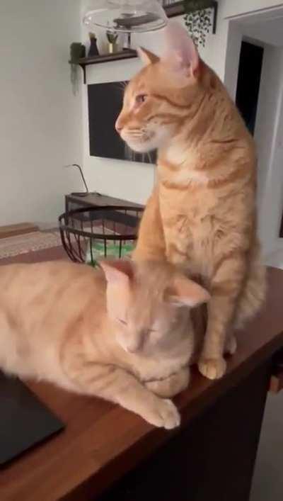 Gotta clean this braincell