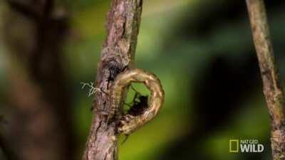 🔥 On the island of Hawaii, 18 of the 20 native species of caterpillars have evolved into carnivorous predators.