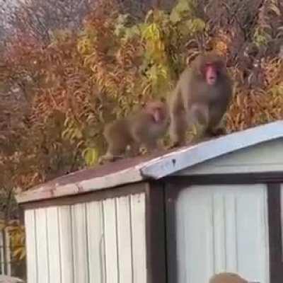 monkeys also have dignity