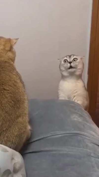 Are you sure you want a fight..?