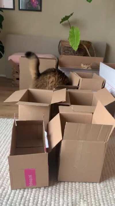 The Chonker Olympics