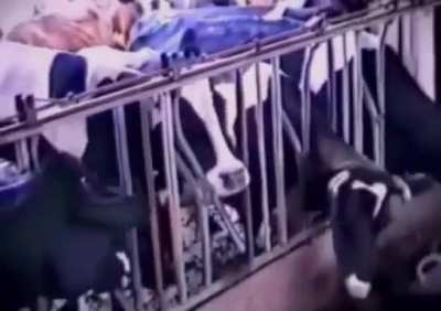 This cow’s intelligence freeing itself and the other cows