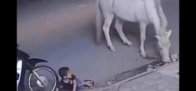 Kid gets kicked by horse
