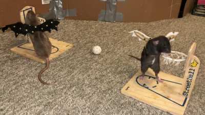 My adorable pet rats Coffee and Cracker playing the spooky version of vs basketball!