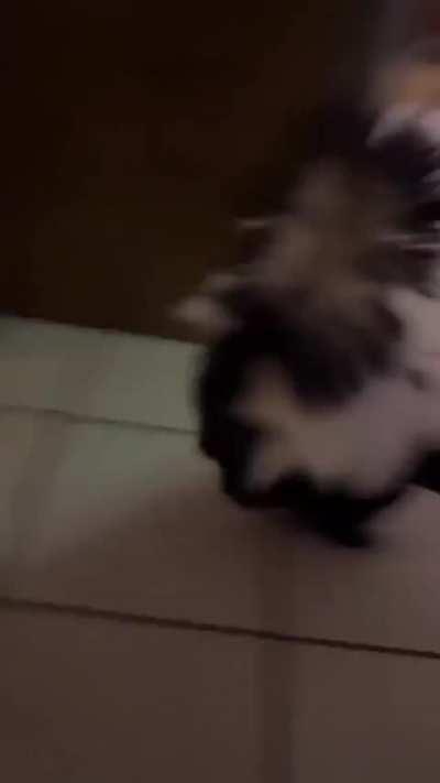 JamJar the skunk is not happy with being put on a diet