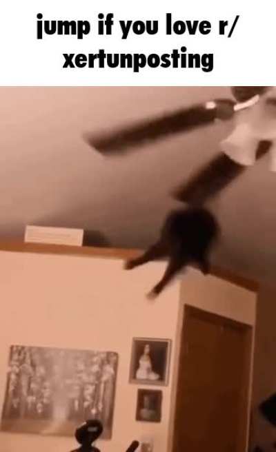 cat of the hour [4/24]