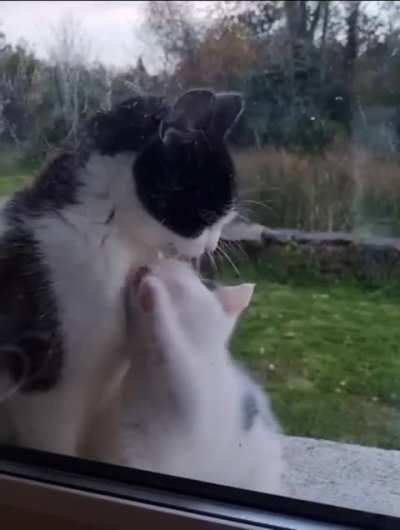 The kitten is letting her mum know that she can wash herself without her help.