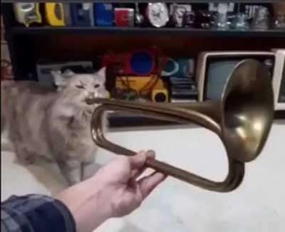 Sick cat playing trumpet