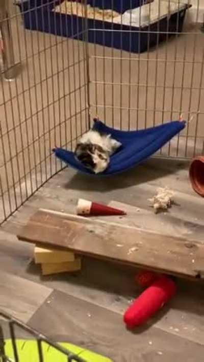 Why do pigs like hammocks so much ? Within minutes Marty was yawning and falling asleep after his early Christmas present.