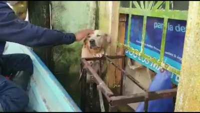 Rescue workers save dog after floods - Tabasco, South Mexico November 2020