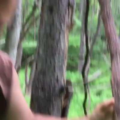 Vines are great reservoirs of clean water