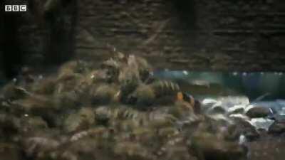 The Heating Swarm, enforcers of the Hive, Protectors of Fallen Brethren