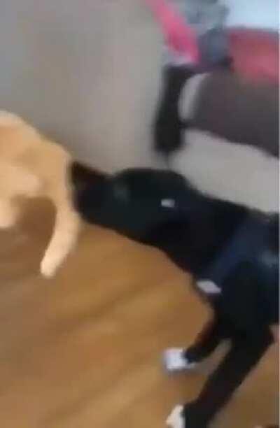 Dogs fighting over cat's look alike stuff animal