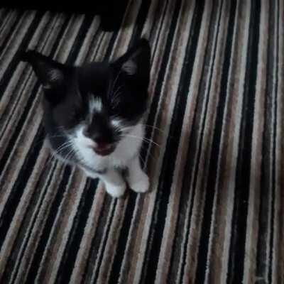 8 week old Nito wants to explore the office but cannot and is fury