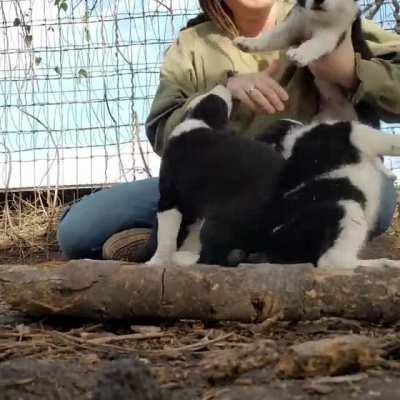 Border Collie puppies! 7 weeks old