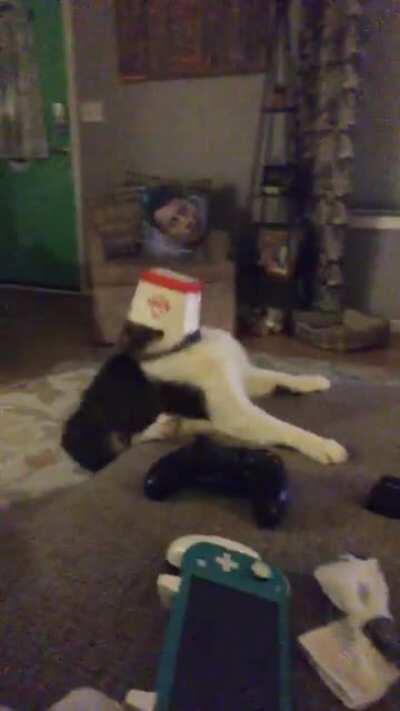 My cat is super special