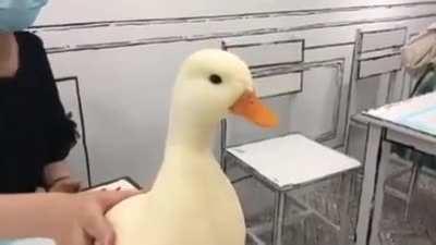 Petting a damn fine duck