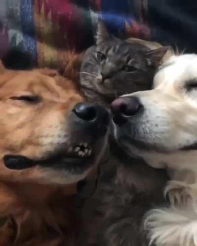 Dog & Cat Napping ❤️