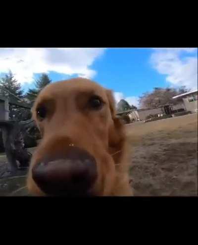 A man gives his dog a camera to make one of the cutest videos you will ever see