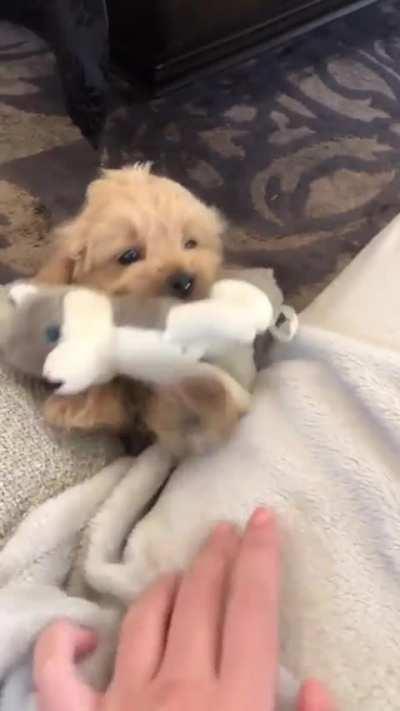 This cute animals will make you happy 🥺